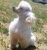 Toy Poodle puppies for sale 