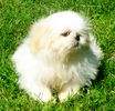 Shih Tzu puppies for sale 