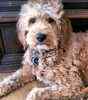 Labradoodle puppies for sale 