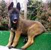 Belgian Malinois puppies for sale 