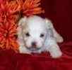 Maltese pups