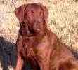 Chesapeake Bay Retriever puppies for sale