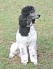Standard Poodle puppies for sale