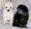 Toy Poodles for sale