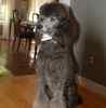 Standard Poodle puppies for sale