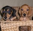 Miniature Dachshund puppies for sale
