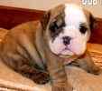English Bulldog puppies for sale