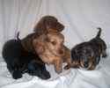 Miniature Dachshund puppies for sale