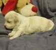 Maltepoo puppies for sale