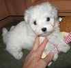 Maltipoo puppies for sale 