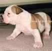 American Bulldog puppies for sale 