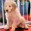 Goldendoodle pupipes for sale 
