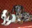 Miniature Dachshund puppies for sale