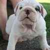 English Bulldog puppies for sale
