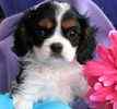 Cavalier King Charles Spaniel puppies for sale