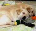 Labrador Retriever puppies for sale