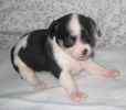 Chihuahua puppies for sale 