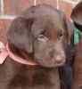 Labrador Retriever puppies for sale