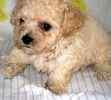 Toy Poodle puppies for sale 