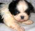 Shih Tzu puppies for sale 