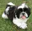 Shih Tzu puppies for sale