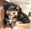 Shorkie puppies for sale