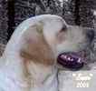 Labrador Retriever puppies for sale 