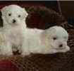 Malteses