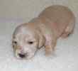 Miniature Dachshund puppies for sale