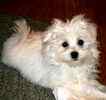Maltese dog breeder
