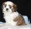 Shih Tzu puppies for sale 