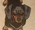Miniature Dachshund puppies for sale