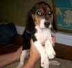 Beagle puppies for sale