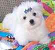 Maltese puppies for sale