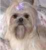 Shih Tzu puppies for sale
