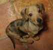 Miniature Dachshund puppies for sale