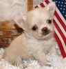 Chihuahua puppies for sale 
