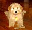 Goldendoodle puppies for sale 
