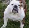 English Bulldog puppies for sale 