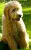 Goldendoodle puppies for sale 
