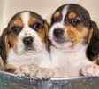 Beagle puppies for sale 