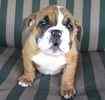 English Bulldog puppies for sale 