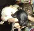 Chihuahua puppies for sale 
