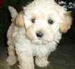 Maltepoo puppies for sale