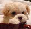 Maltipoo puppies for sale