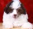 Toy Poodle puppies for sale
