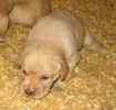 Labrador Retriever puppies for sale 