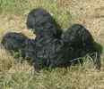 Kerry Blue Terrier puppies for sale 