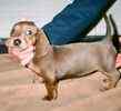 Miniature Dachshund puppies for sale 