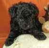 Toy Poodle puppies for sale